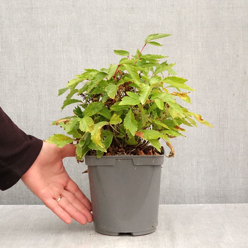 Ejemplar de Espirea de pluma Rock and Roll - Astilbe Maceta 2L/3L entregado en otoño