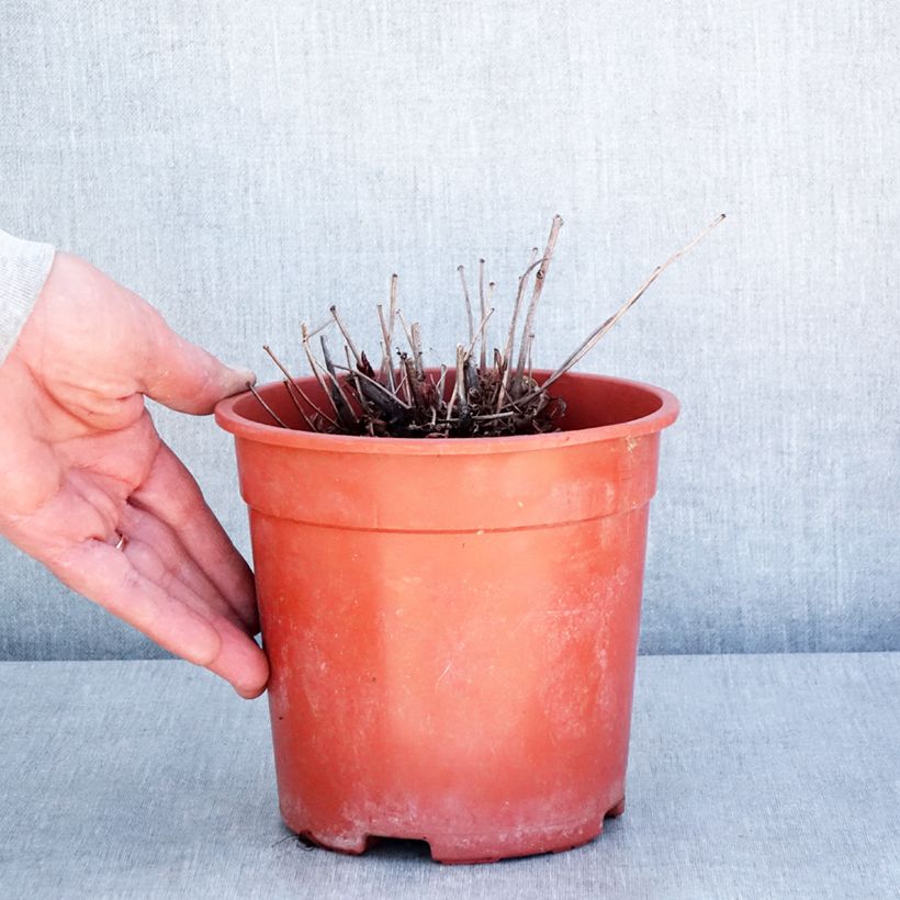 Espirea de pluma Rock and Roll - Astilbe Maceta 2L/3L Ejemplar entregado en la primavera