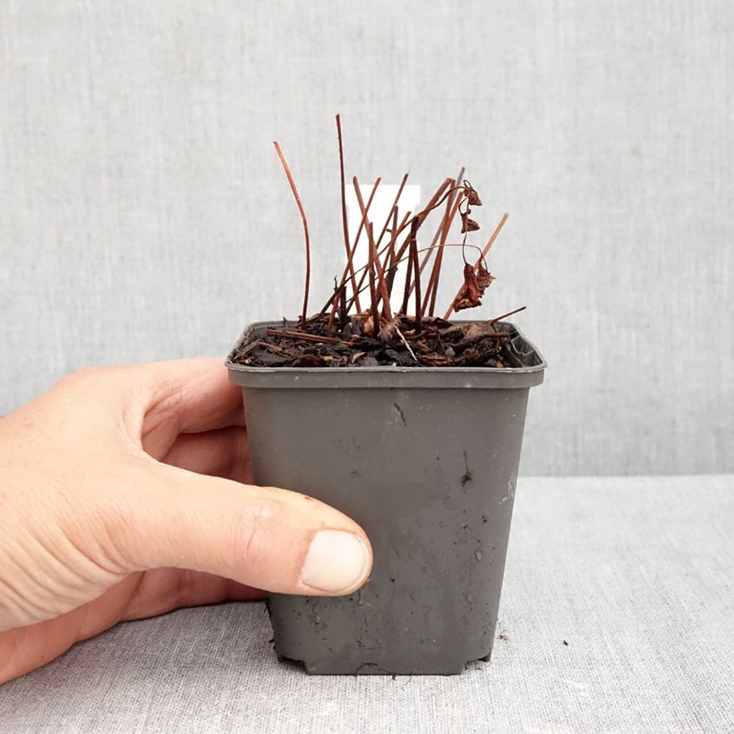 Ejemplar de Espirea de pluma Spinell - Astilbe Maceta de 8/9 cm entregado en otoño
