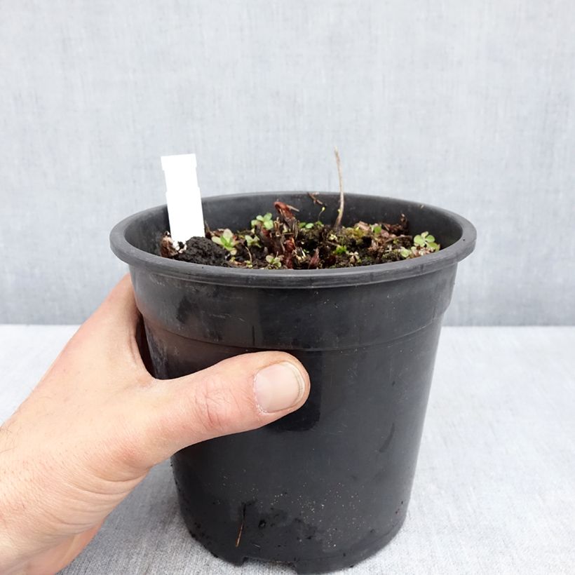 Espirea de pluma Mighty Chocolate Cherry- Astilbe Maceta 2L/3L Ejemplar entregado en la primavera