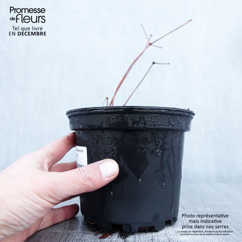 Ejemplar de Espirea de pluma Purpurkerze- Astilbe Maceta 2L/3L entregado en otoño