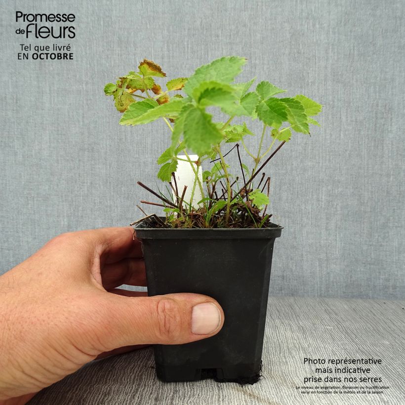 Ejemplar de Espirea de pluma Purpurkerze- Astilbe Maceta de 8/9 cm entregado en otoño
