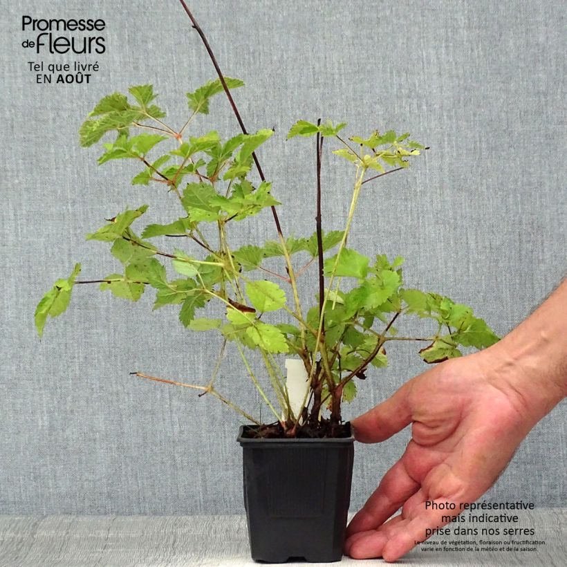 Ejemplar de Astilbe chinensis var. taquetii Purpurlanze Godet de 8/9 cm entregado en verano
