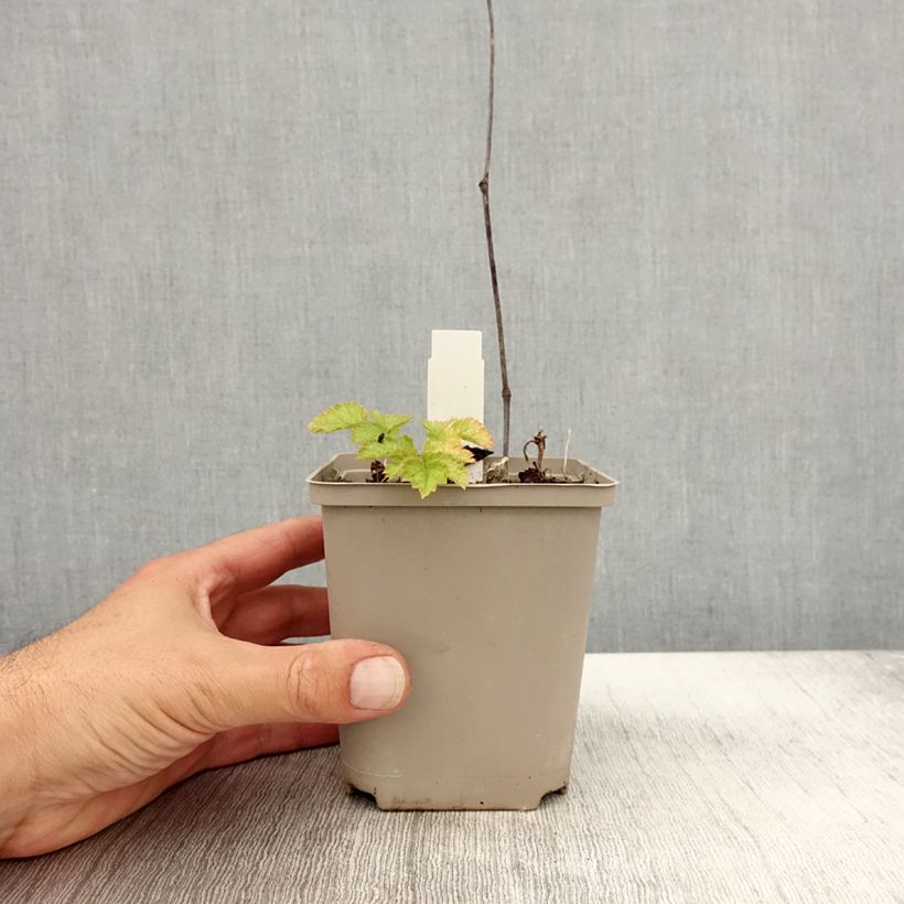 Ejemplar de Espirea de pluma Superba- Astilbe Maceta de 8/9 cm entregado en otoño