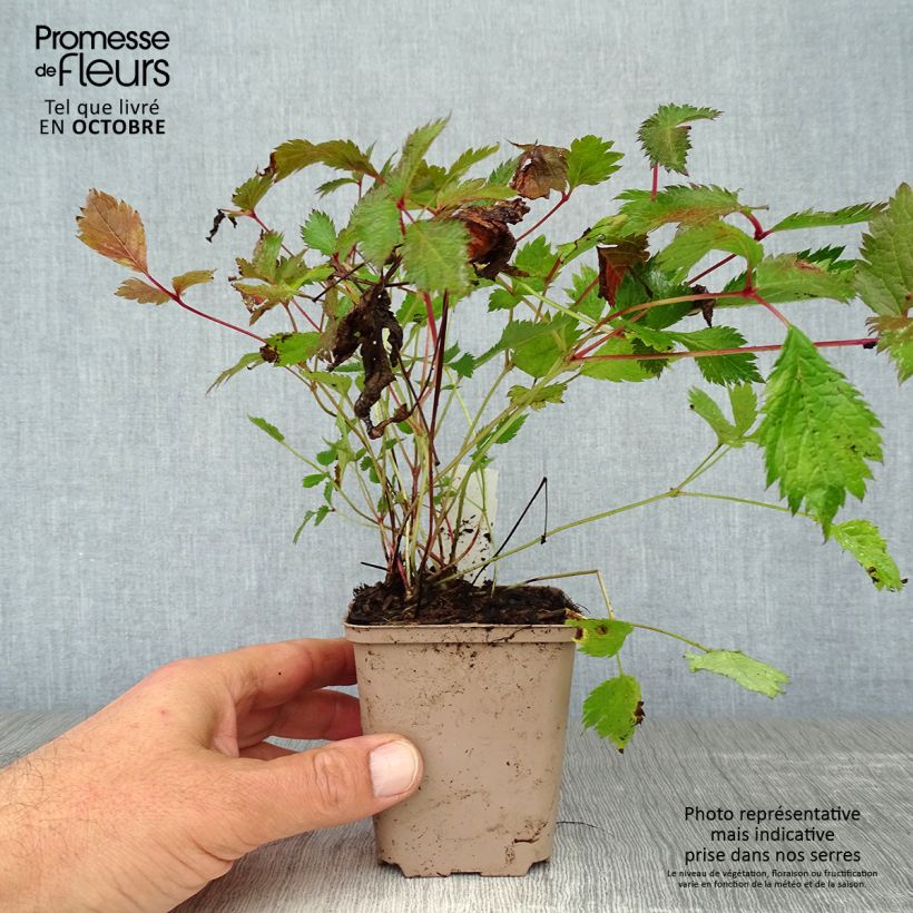 Ejemplar de Espirea de pluma Veronica Klose- Astilbe Maceta de 8/9 cm entregado en otoño