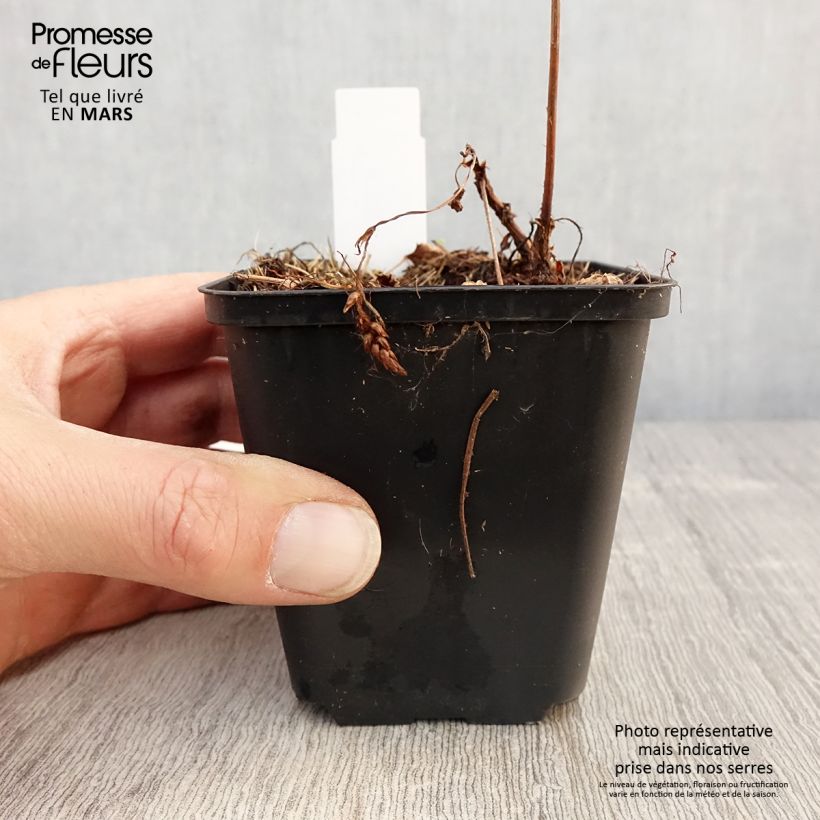 Espirea de pluma Veronica Klose- Astilbe Maceta de 8/9 cm Ejemplar entregado en la primavera