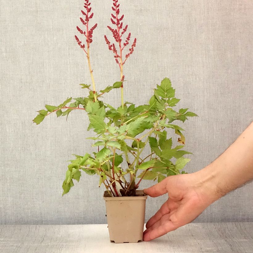 Ejemplar de Espirea de pluma Visions- Astilbe Maceta de 8/9 cm entregado en verano