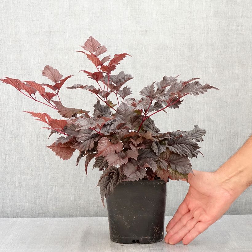 Ejemplar de Astilbe Chocolate Shogun Maceta 1,5L/2L entregado en verano