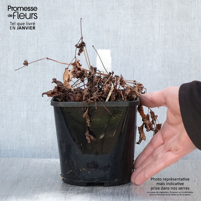 Astilbe Chocolate Shogun Maceta 1,5L/2L Ejemplar entregado en invierno