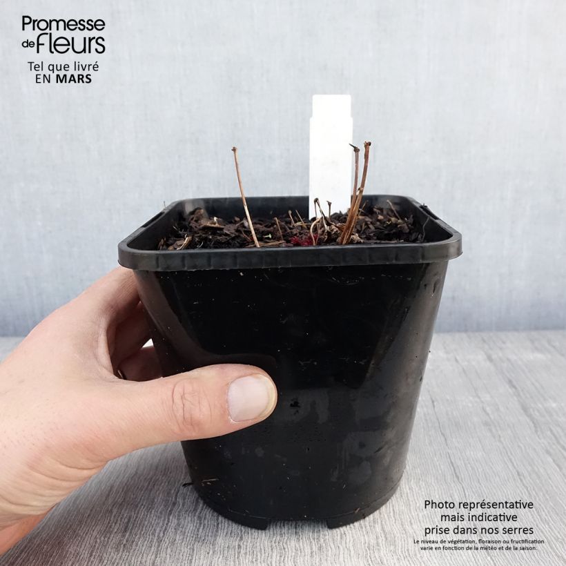 Astilbe Chocolate Shogun Maceta 1,5L/2L Ejemplar entregado en la primavera