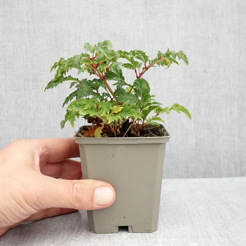 Ejemplar de Astilbe crispa Perkeo Maceta de 8/9 cm entregado en otoño