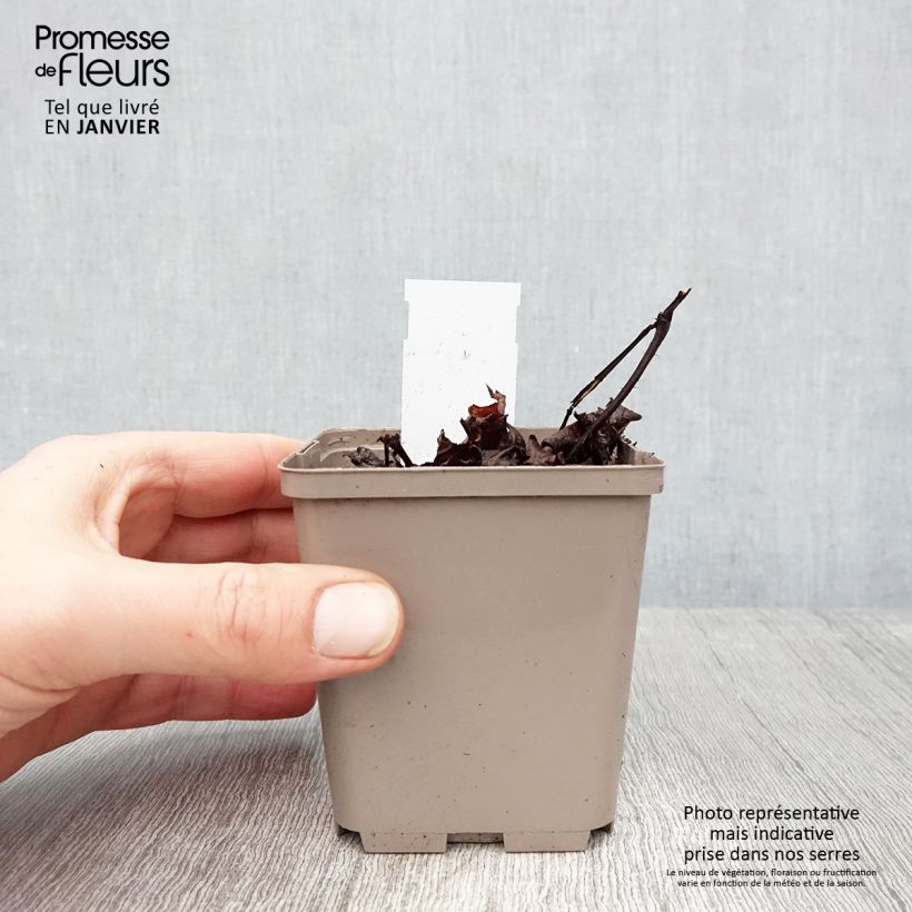 Astilbe chinensis Darkside Of The Moon Maceta de 8/9 cm Ejemplar entregado en invierno