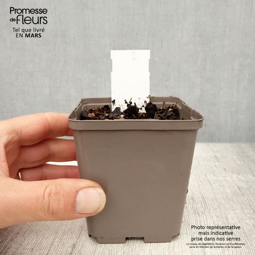 Astilbe chinensis Darkside Of The Moon Maceta de 8/9 cm Ejemplar entregado en la primavera