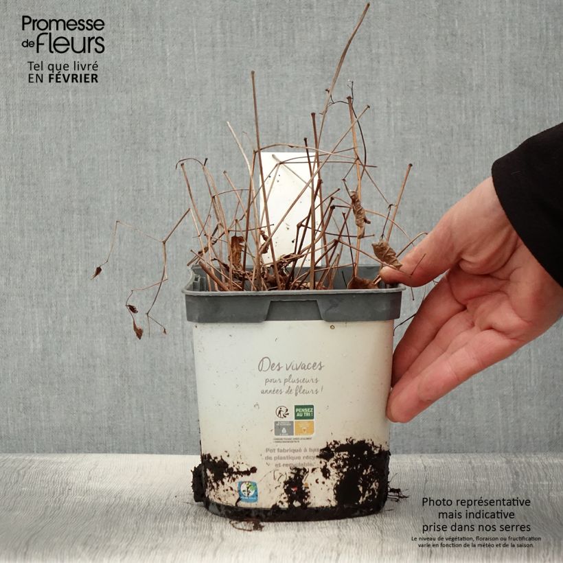 Espirea de pluma Deutschland Maceta 2L/3L Ejemplar entregado en invierno