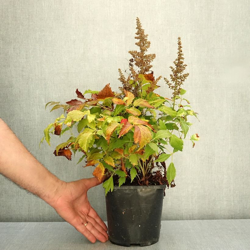 Ejemplar de Espirea de pluma Montgomery Maceta 2L/3L entregado en otoño