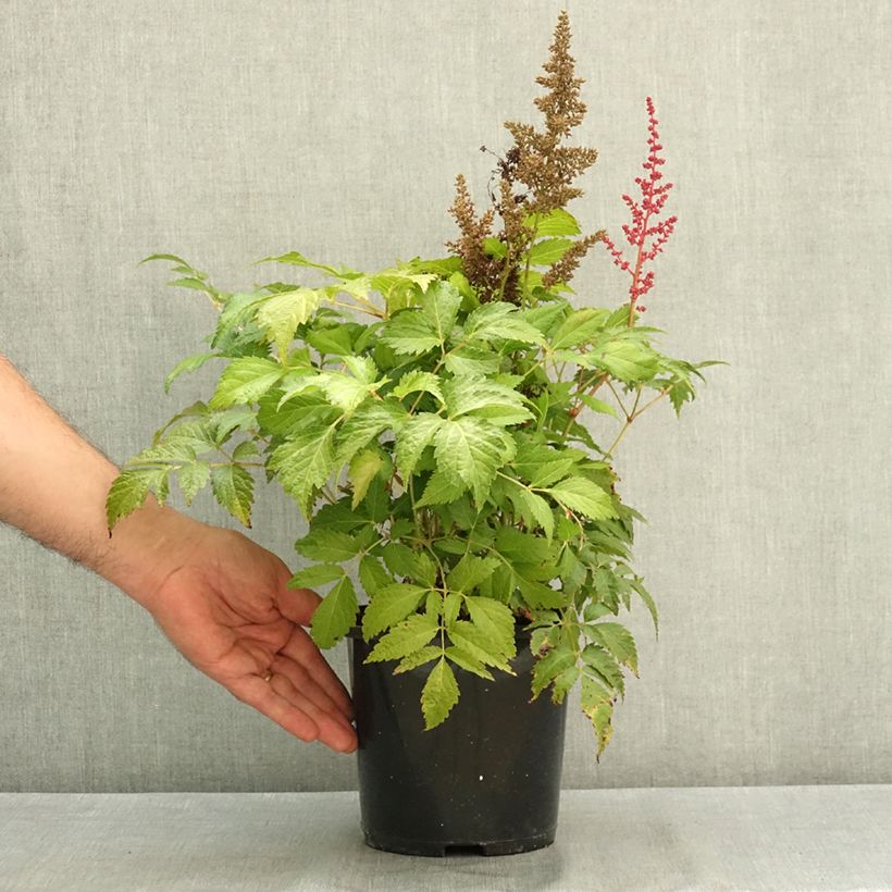 Ejemplar de Espirea de pluma Montgomery Maceta 2L/3L entregado en verano