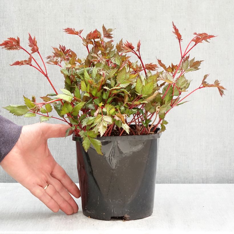 Espirea de pluma Montgomery Maceta 2L/3L Ejemplar entregado en la primavera