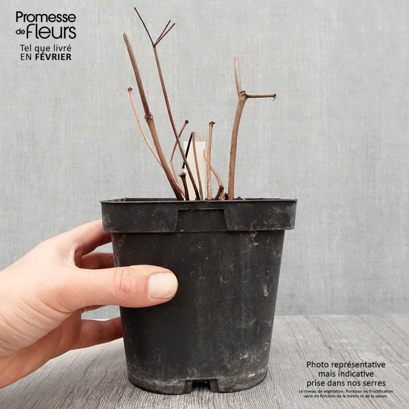 Espirea de pluma Peach Blossom Maceta 1,5L/2L Ejemplar entregado en invierno