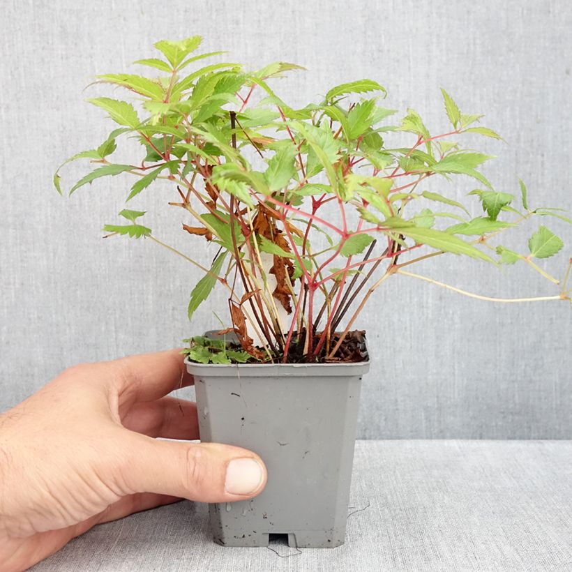 Ejemplar de Espirea de pluma Red Sentinel Maceta de 8/9 cm entregado en otoño
