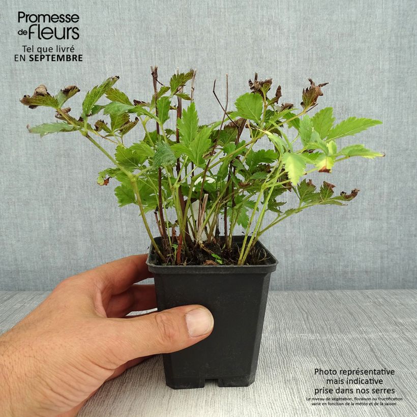 Ejemplar de Espirea de pluma Red Sentinel Maceta de 8/9 cm entregado en verano