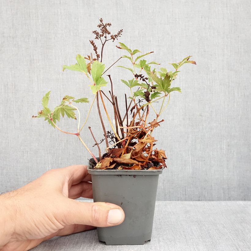 Ejemplar de Espirea de pluma Vesuvius Maceta de 8/9 cm entregado en otoño