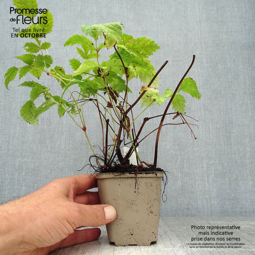 Ejemplar de Astilbe thunbergii Professor van der Wielen Maceta de 8/9 cm entregado en otoño