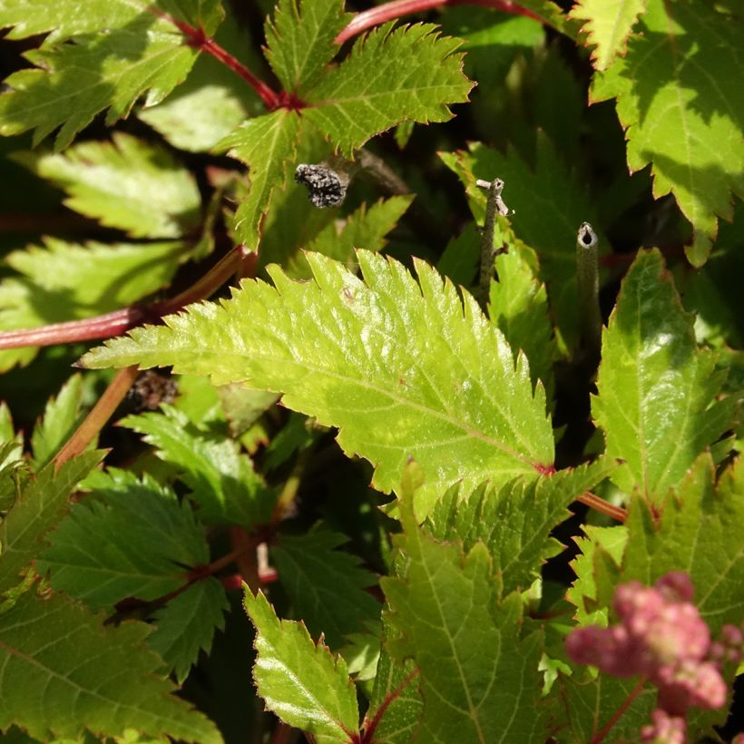 Astilbe simplicifolia Darwin s Snow Sprite (Follaje)