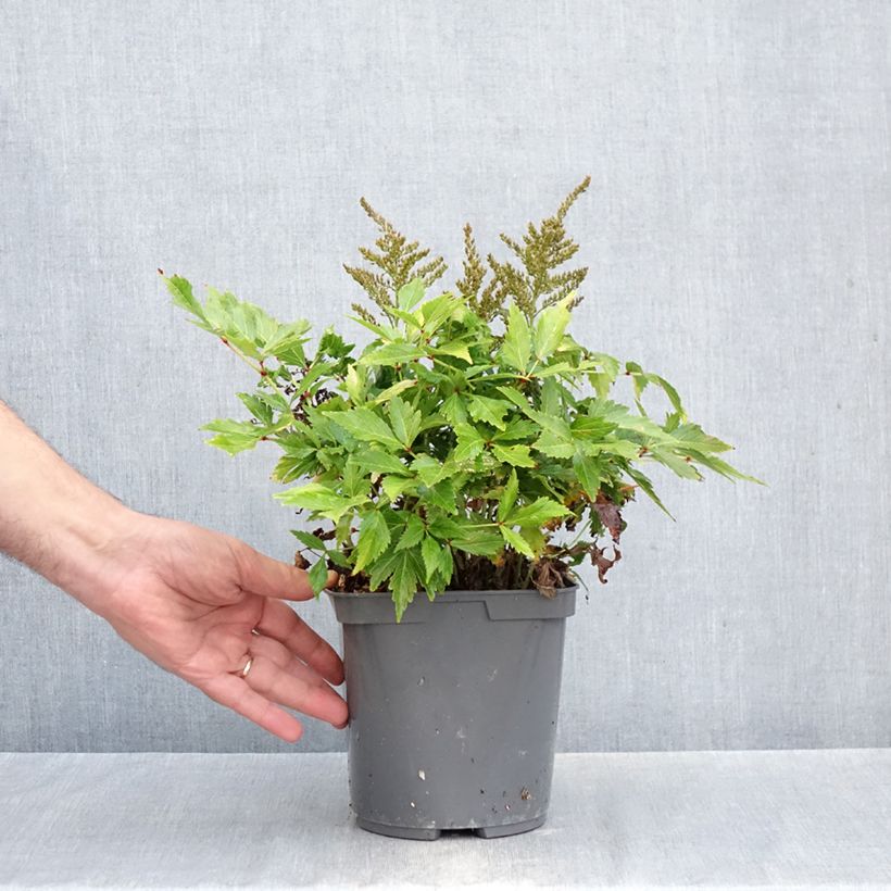 Ejemplar de Astilbe simplicifolia Darwin s Snow Sprite Maceta 2L/3L entregado en otoño
