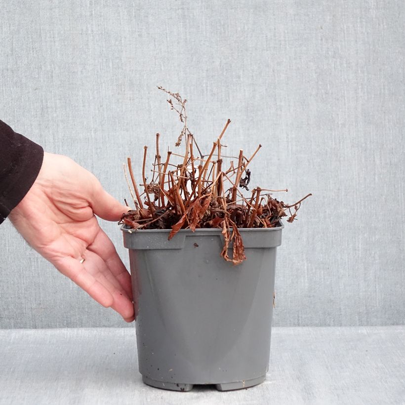 Astilbe simplicifolia Darwin s Snow Sprite Maceta 2L/3L Ejemplar entregado en invierno