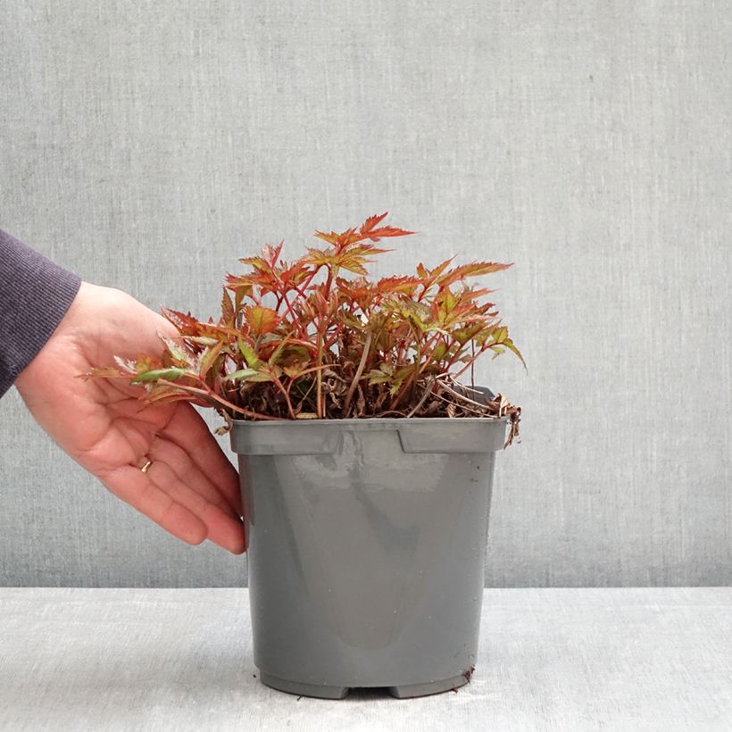 Astilbe simplicifolia Darwin s Snow Sprite Maceta 2L/3L Ejemplar entregado en la primavera