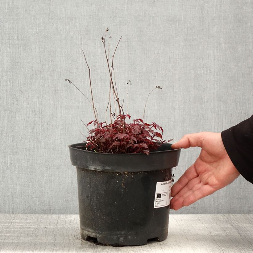 Astilbe simplicifolia Key West Maceta 4L/5L Ejemplar entregado en la primavera