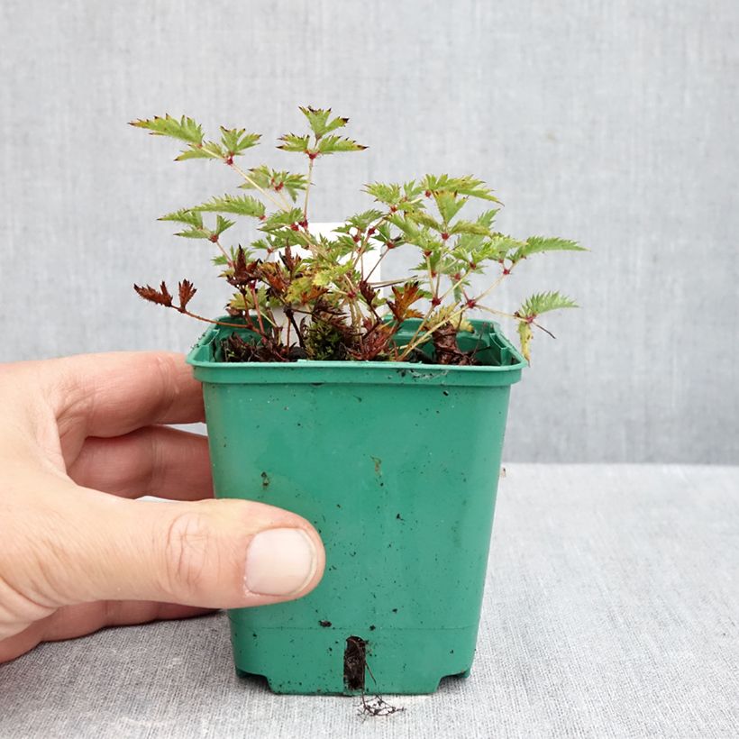 Ejemplar de Astilbe simplicifolia Sprite Maceta de 8/9 cm entregado en otoño