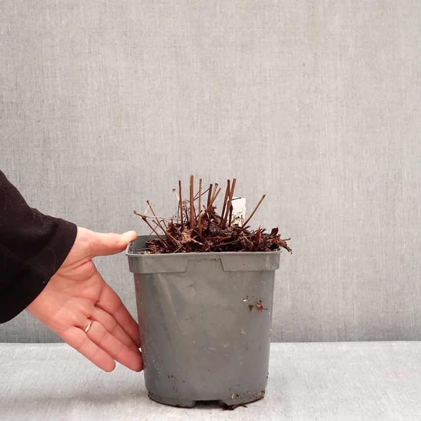 Astilbe Younique Ruby Red Maceta 2L/3L Ejemplar entregado en invierno