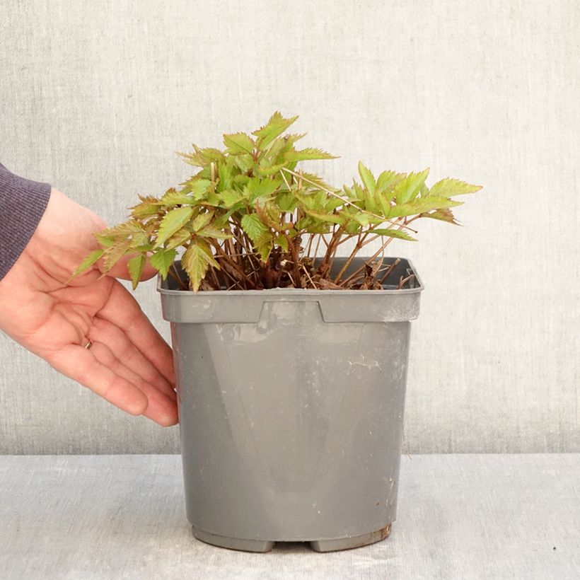 Astilbe Younique Ruby Red Maceta 2L/3L Ejemplar entregado en la primavera