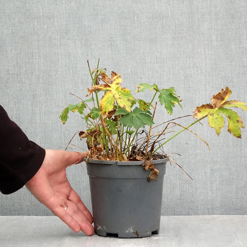 Ejemplar de Sanícula hembra Alba - Astrantia major Maceta 2L/3L entregado en otoño