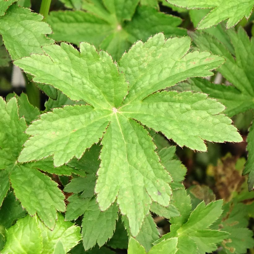 Sanícula hembra Primadonna - Astrantia major (Follaje)