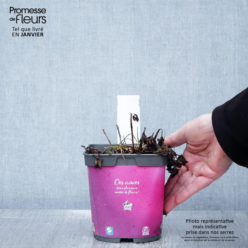 Sanícula hembra Roma - Astrantia major Maceta 2L/3L Ejemplar entregado en invierno