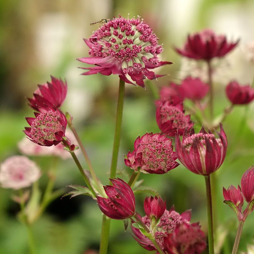 Sanícula hembra Rubra - Astrantia major (Floración)
