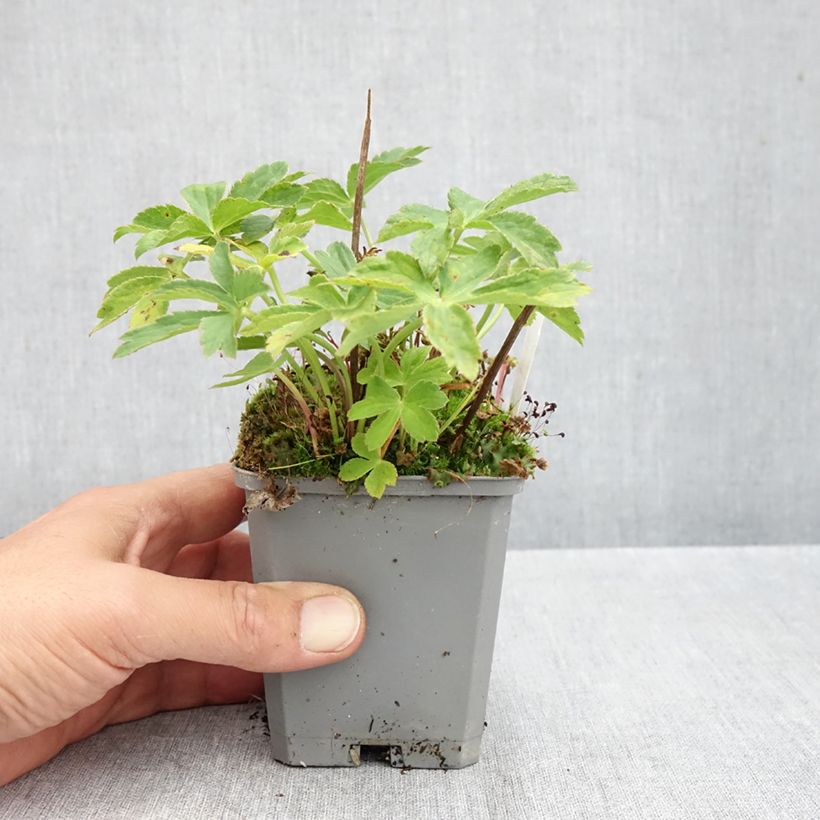 Ejemplar de Astrantia major Ruby Cloud - Sanícula hembra Maceta de 8/9 cm entregado en otoño