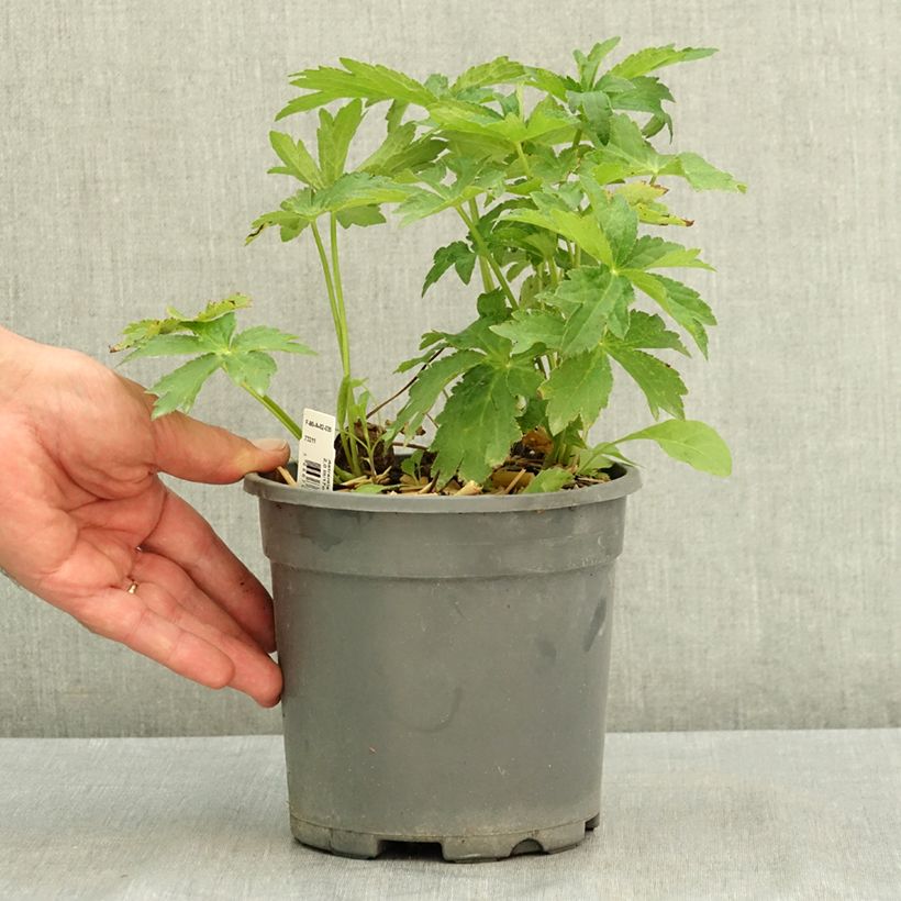 Ejemplar de Astrance - Astrantia major Shaggy Pot de 2L/3L entregado en verano