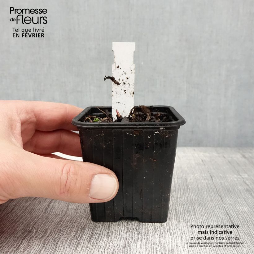 Sanícula hembra Star of Love - Astrantia major Maceta de 8/9 cm Ejemplar entregado en invierno