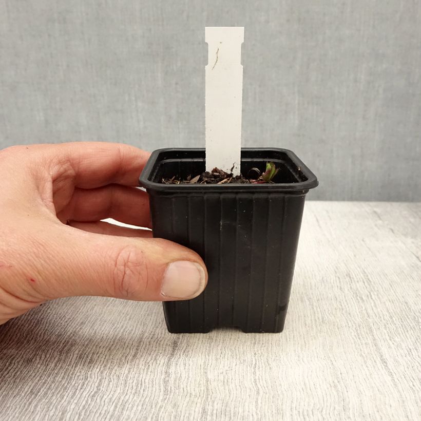 Sanícula hembra Star of Love - Astrantia major Maceta de 8/9 cm Ejemplar entregado en la primavera