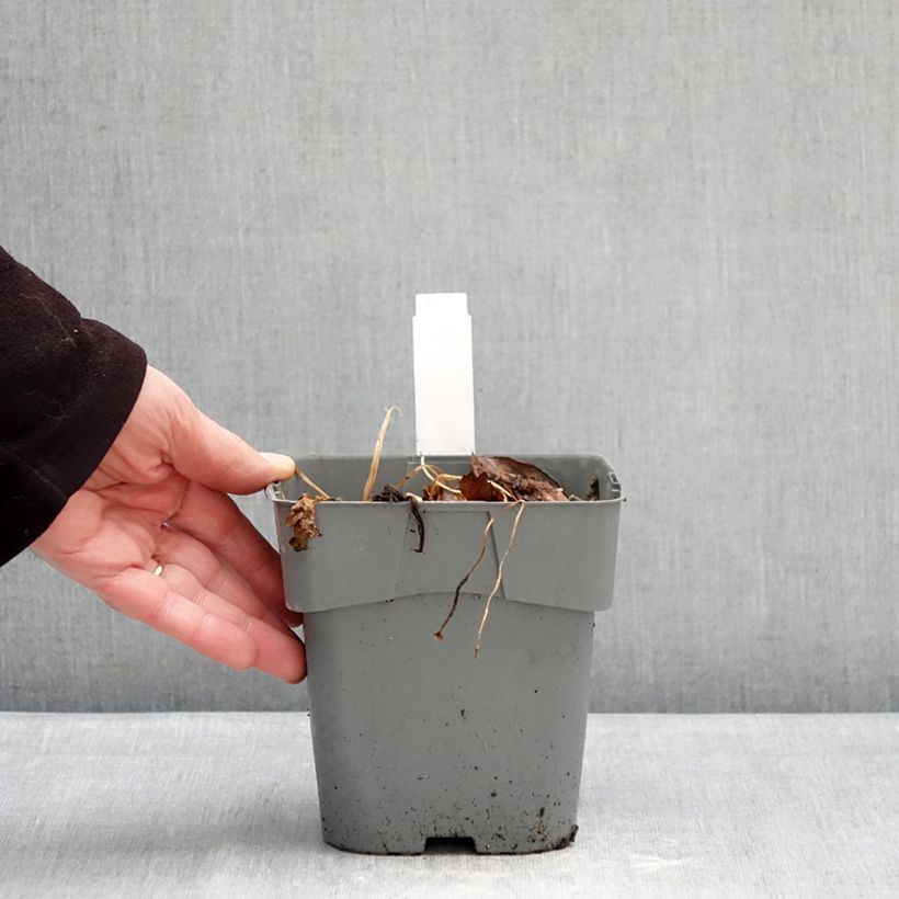 Sanícula hembra Star of Love - Astrantia major Maceta 2L/3L Ejemplar entregado en invierno