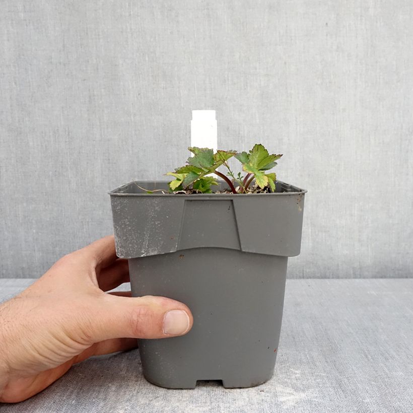 Sanícula hembra Star of Love - Astrantia major Maceta 2L/3L Ejemplar entregado en la primavera