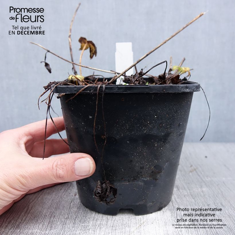 Sanícula hembra Venice - Astrantia major Maceta 1,5L/2L Ejemplar entregado en invierno