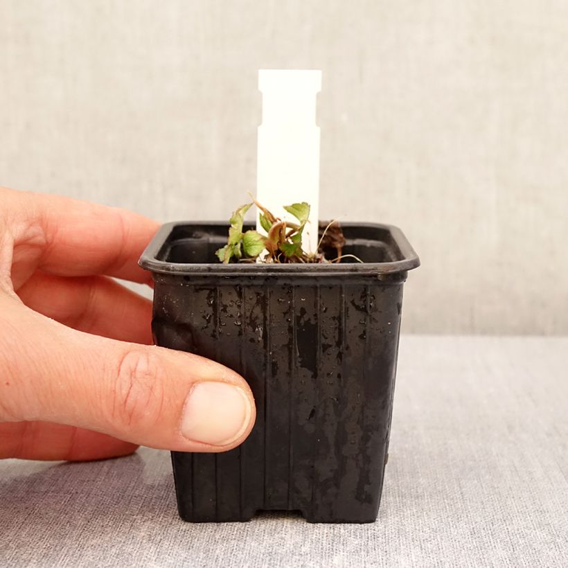 Astrantia bavarica Maceta de 8/9 cm Ejemplar entregado en la primavera