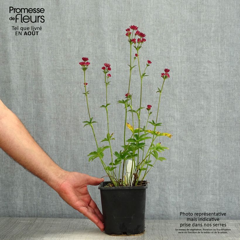 Ejemplar de Burgundy Manor Cerise Button - Astrantia major Maceta 2L/3L entregado en verano