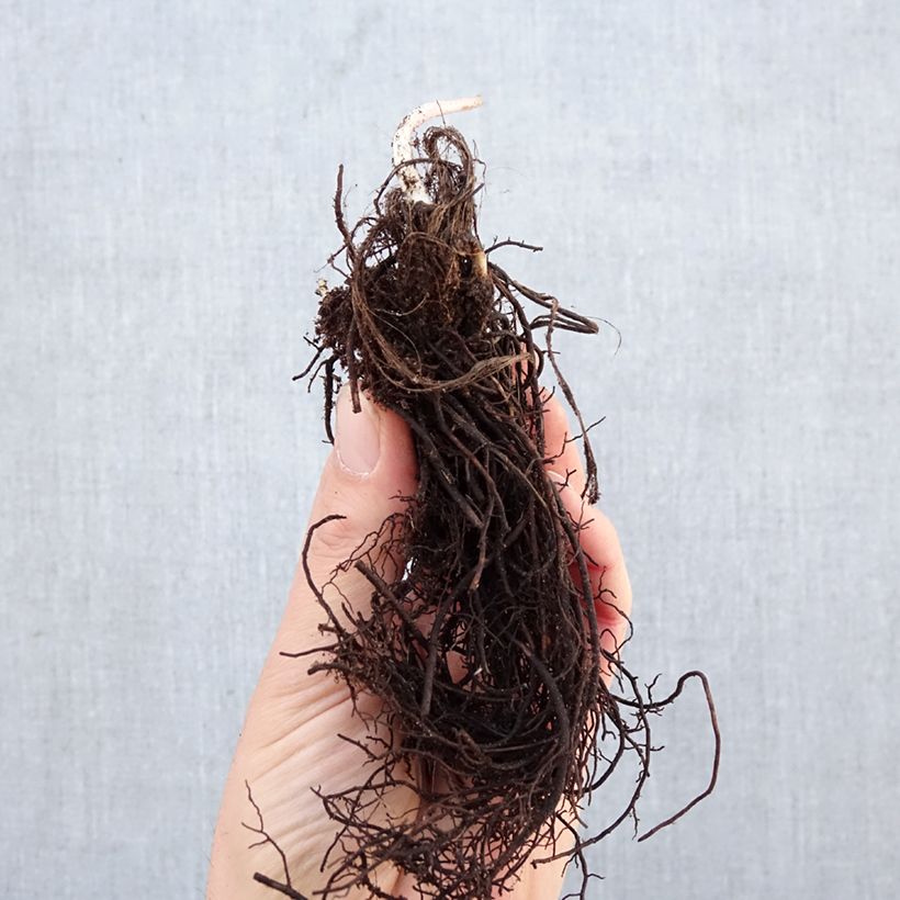 Sanícula hembra - Astrantia major Raíces desnudas Ejemplar entregado en invierno