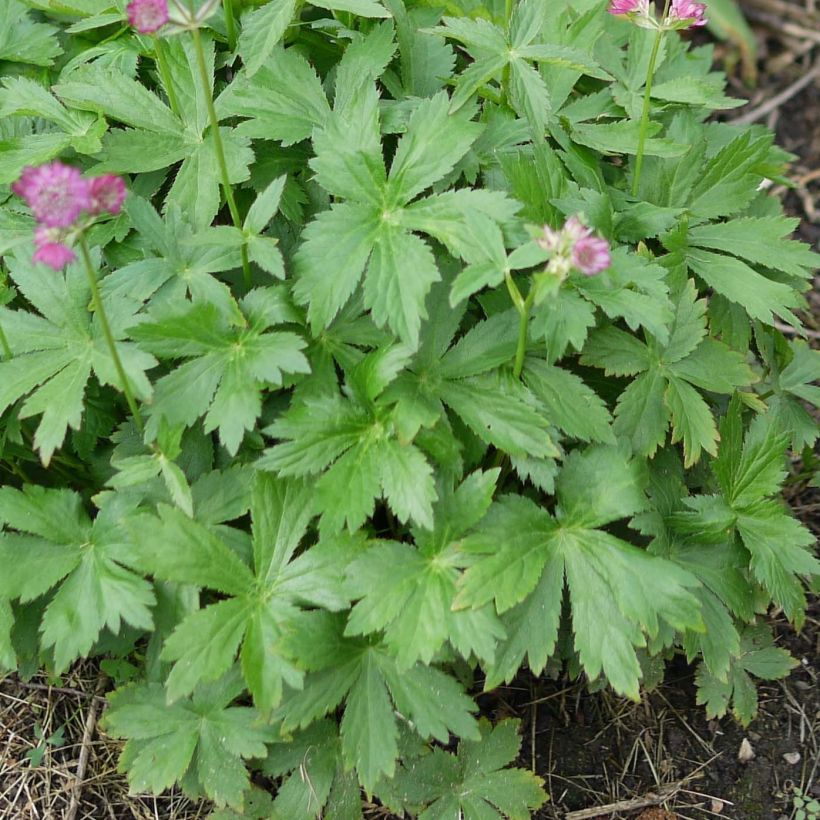 Astrantia major Ruby Cloud - Sanícula hembra (Follaje)