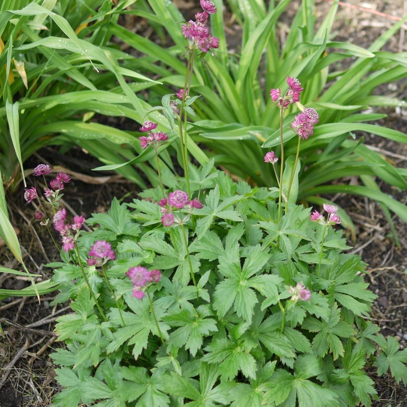 Astrantia major Ruby Cloud - Sanícula hembra (Porte)